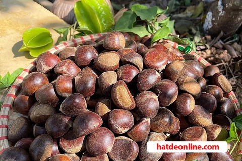 Hướng dẫn luộc hạt dẻ tại nhà cực dễ làm