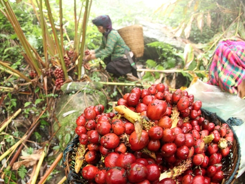 Vị thuốc từ thảo quả