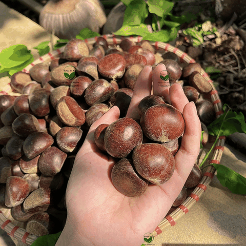 1KG Hạt Dẻ Tươi