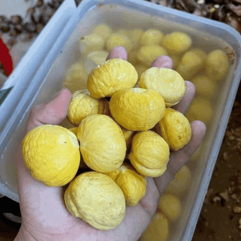 1KG Hạt Dẻ Tươi