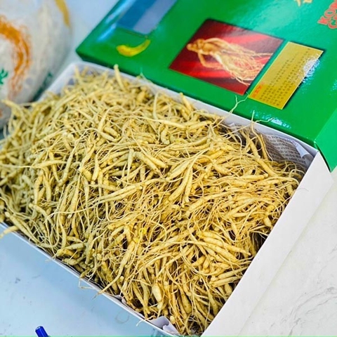 Sâm Mầm Hàn Quốc Không Lá Loại 2000 Củ 1Kg