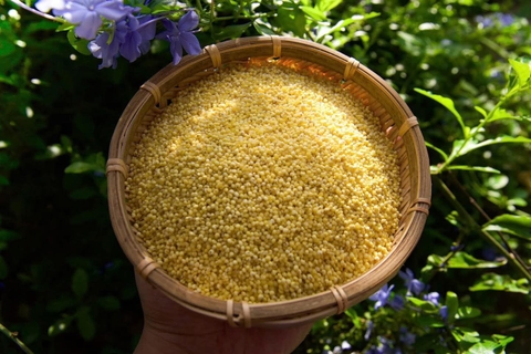 HẠT KÊ NẾP BÊN OM