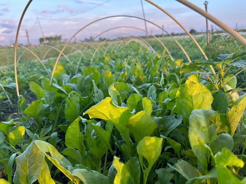 🌱 YUUKI FARM – THÊM MỘT KHU VƯỜN HỮU CƠ OM MUỐN KỂ BẠN NGHE 🍉🥬
