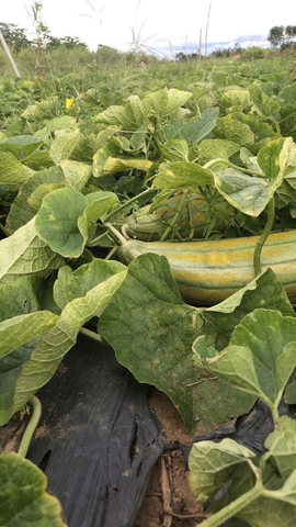 🍈 LÀM CÁCH NÀO ĐỂ “EM DƯA GANG NŨNG NỊU” CHỊU CHÍN NHANH HƠN?