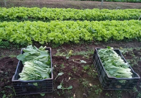 Trong những năm tháng thanh xuân ấy, chúng mình mơ về những cánh đồng rau nhỏ bình yên như thế này