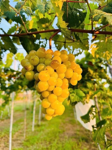 Nho Mẫu Đơn Trang Trại Hồ Vàng