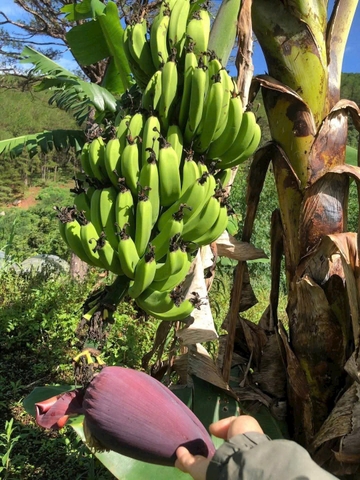 🍌CHUỐI LABA VƯỜN RỪNG 🍌🍌