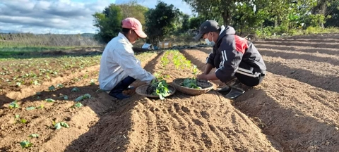 VƯỜN NHÀ OM - SMILE FIELD