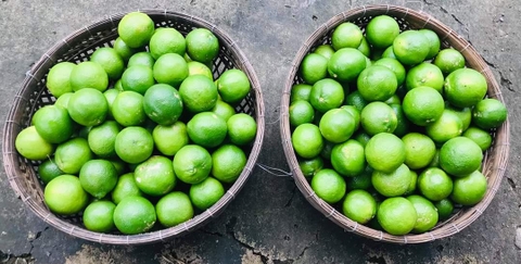 HÀNG RÀO CHỐNG DỊCH