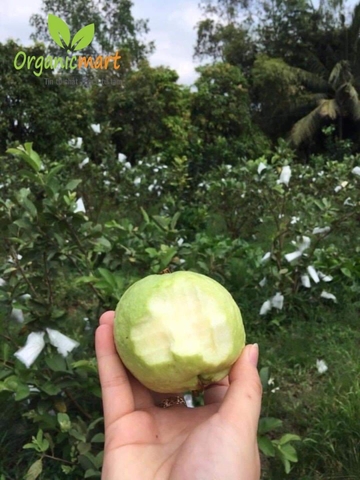 VƯỜN TRÁI CÂY THUẬN TỰ NHIÊN
