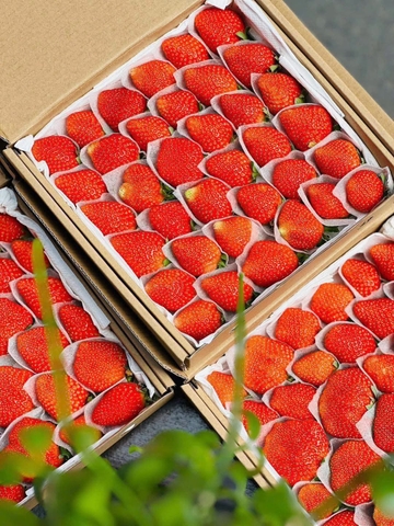 🍓 VÌ SAO CHỌN DÂU TÂY HƯỚNG HỮU CƠ??