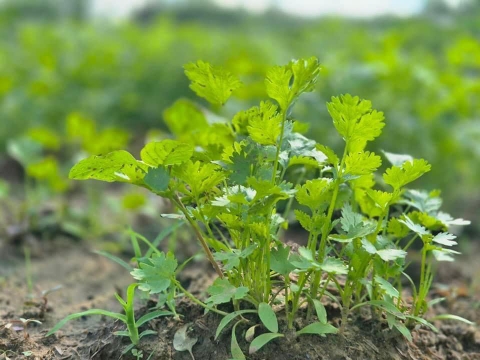 Vườn OM chào tháng mới
