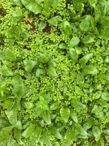 VIỆC NHẸ LƯƠNG CAO Ở VƯỜN