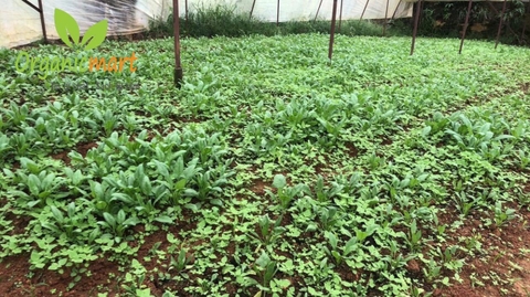CHUYỆN VƯỜN