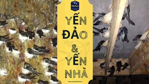 Sự khác biệt giữa yến đảo và yến nhà – Không chỉ là sự khác biệt