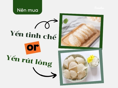 Tổ yến rút lông nguyên tổ và tổ yến tinh chế - Như thế nào để phân biệt?