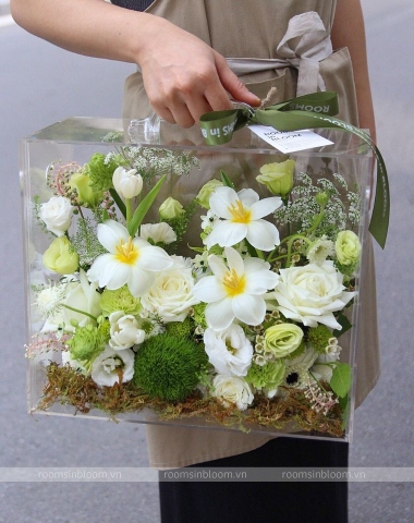 Vali trong suốt: EVER GREEN 1