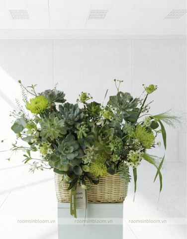 Succulent basket 2