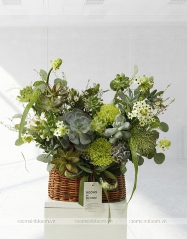 Succulent basket 1