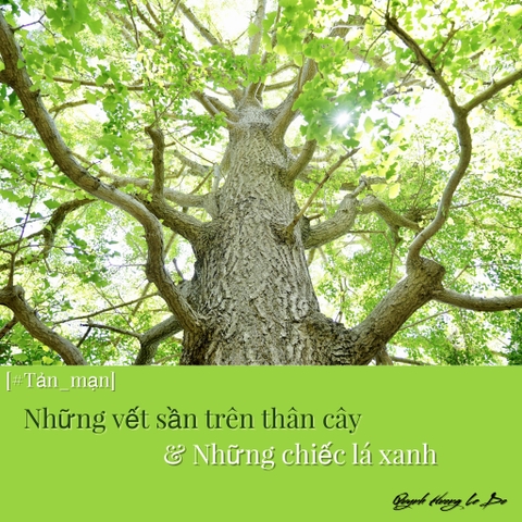 NHỮNG VẾT SẦN TRÊN THÂN CÂY & NHỮNG CHIẾC LÁ XANH