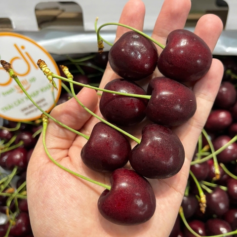 Cherry Canada con gấu