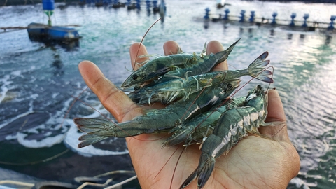 Nhiều doanh nghiệp Trung Quốc muốn mua lượng lớn thủy sản Việt Nam