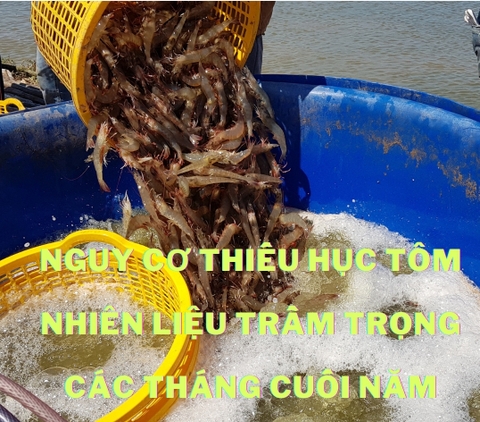 Nguy cơ thiếu hụt nguyên liệu tôm trầm trọng các tháng cuối năm