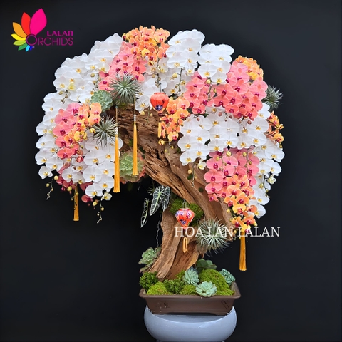 Ngày 19/8 là ngày gì? Ý Nghĩa Và Gợi Ý Lan Hồ Điệp Làm Quà Tặng Sang Trọng