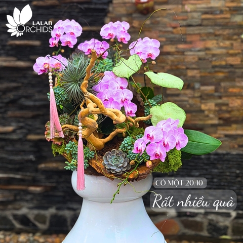 Lan hồ điệp 20/10 | Vì sao đây là “NỮ HOÀNG QUÀ TẶNG” thay lời yêu thương?