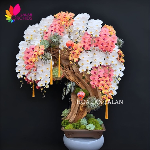 NHỮNG MẪU LAN HỒ ĐIỆP TẾT KHỦNG DẪN ĐẦU XU HƯỚNG HOA TẾT 2026