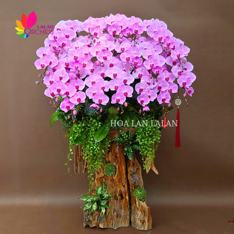 LAN HỒ ĐIỆP DÂNG PHẬT - VẺ ĐẸP GỬI TRỌN LÒNG THÀNH