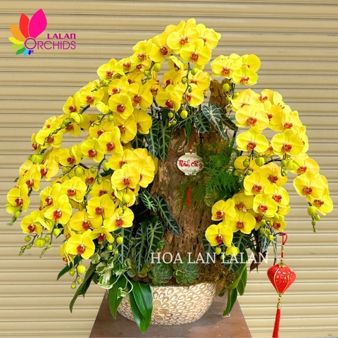 Lan hồ điệp quận Phú Nhuận TP.HCM [HOA ĐẸP - GIAO NHANH]