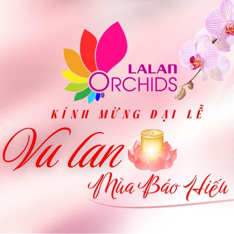 Lan Hồ Điệp Vu Lan – Món Quà Ý Nghĩa Lễ Vu Lan Báo Hiếu