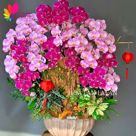 Lan hồ điệp quận 10 | HOA LAN LALAN