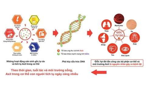Gốc Tự Do Là Gì? Ảnh Hưởng Như Thế Nào Đến Sức Khoẻ