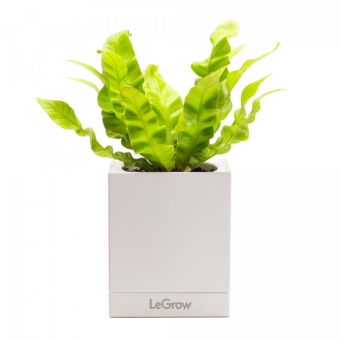 Chậu Trồng Cây Thông Minh Legrow Growing Pot