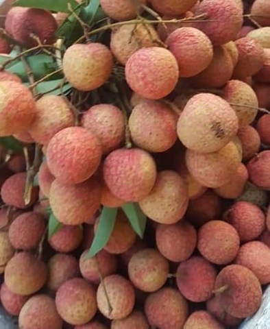 Vải Thiều Thanh Hà