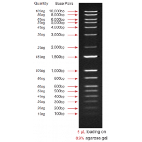1Kb Plus DNA Ladder, Ready-to-use