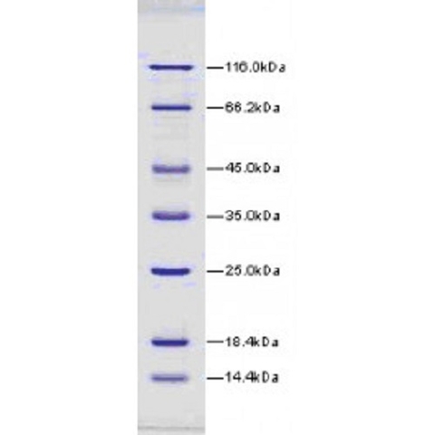 14.4-116kDa Wide Range Protein Molecular Weight Marker, Unstained