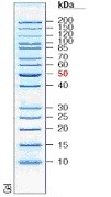 10-200kDa Wide Range Protein Molecular Weight Marker, Unstained
