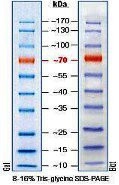 10-170kDa Wide Range Protein Molecular Weight Marker, Prestained