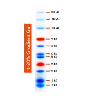 10-250kDa Wide Range Blue-Red Two Color Protein Ladder, Prestained, Hãng BioBasic- Canada