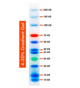 10-250kDa Wide Range Blue-Red-Green Three Color Protein Ladder, Prestained, Hãng BioBasic- Canada