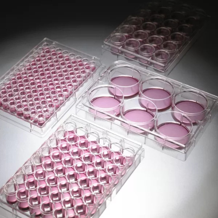 Đĩa nuôi cấy xử lý Poly-D-Lysine (Cell Culture Plate), hãng LabSelect