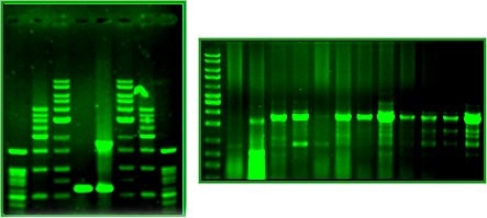 Eco-Green-DNA Dye, Ready-to-use