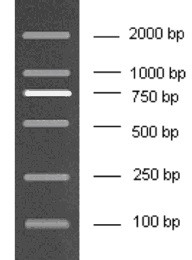 200-2000bp DNA Marker, Ready-to-use