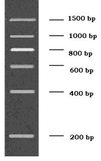 200-1500bp DNA Marker, Ready-to-use