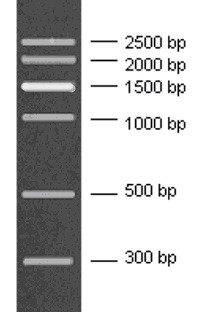 300-2500bp DNA Marker, Ready-to-use