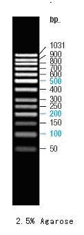 100-1000bp DNA Marker, Ready-to-use