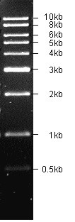 500-10000bp DNA Marker, Original Form